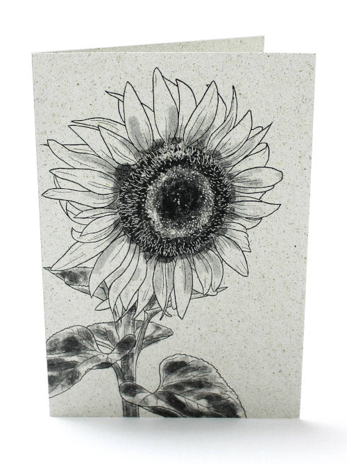 Wonderfully detailed sunflower grass-paper greetings card. Hand-illustrated and printed on the innovative material, this card is suitable for any occasion including birthdays. The grass paper is a light mottled grey and the sunflowers is drawn in black with various grey shading. 